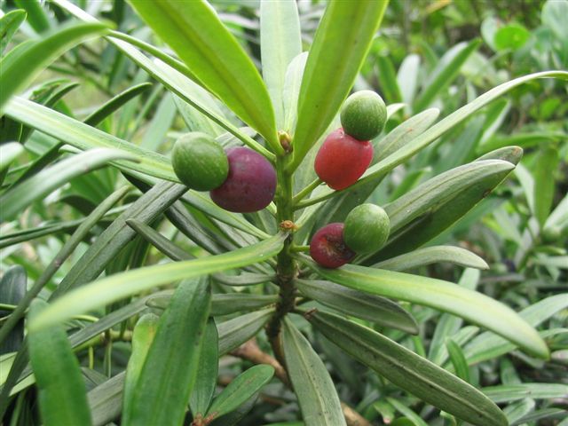 podocarpus macrophyllus